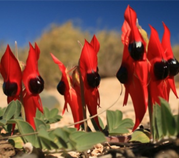 Native flora and fauna
