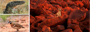 Fauna Header
