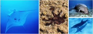 MARINE WILDLIFE HEADER
