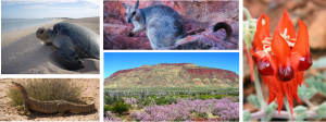 Pilbara Wildlife