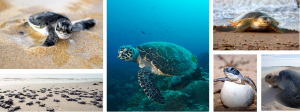 Turtles