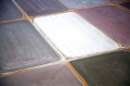 Dampier Salt Limited