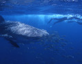 Ningaloo Blue Charters