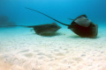 Kings Ningaloo Reef Tours