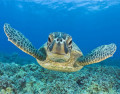 Ningaloo Blue Charters