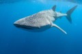Kings Ningaloo Reef Tours