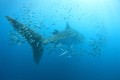Kings Ningaloo Reef Tours