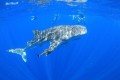 Kings Ningaloo Reef Tours